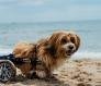 Cadeira de Roda - para Pet: conheça!