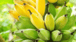 Vantagens da - biomassa de banana verde