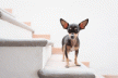 A escada ideal - pro seu cachorro