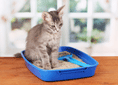 Como cuidar da caixa de areia dos gatos