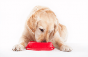 Como fazer seu  cachorro comer ração