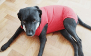 Roupa e colar pós-cirúrgico pra pets