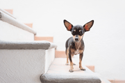 A escada ideal pro seu cachorro